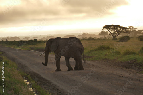 Elefphants at Kilimajaro on a Safari