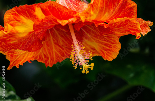 Botanical Flowers