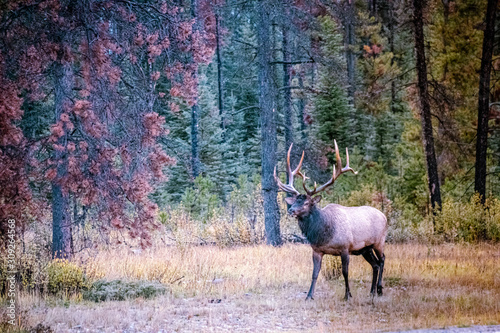 Elks in their natural habitat in Canada alongside the icefieldparkway photo