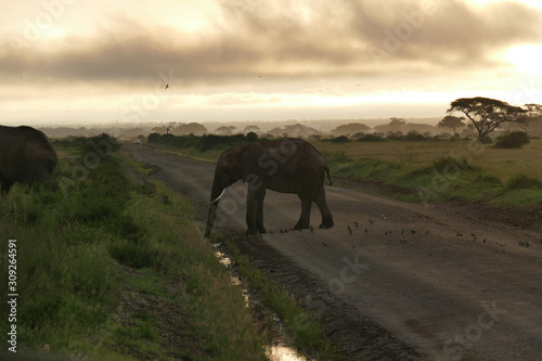 Elefphants at Kilimajaro on a Safari