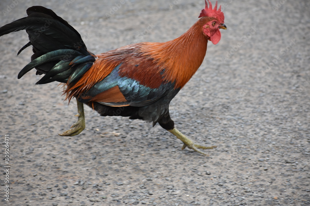 Chicken run Chicken run