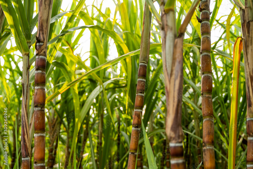 Obraz premium Sugarcane planted to produce sugar and food. Food industry. Sugar cane fields, culture tropical and planetary stake. Sugarcane plant sent from the farm to the factory to make sugar.