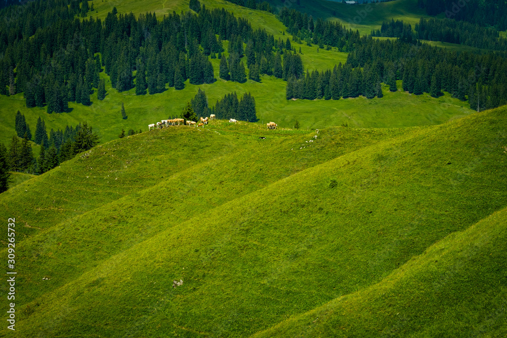Small herd of cows graze in the Alpine meadow Small herd of cows graze in the Alpine meadow