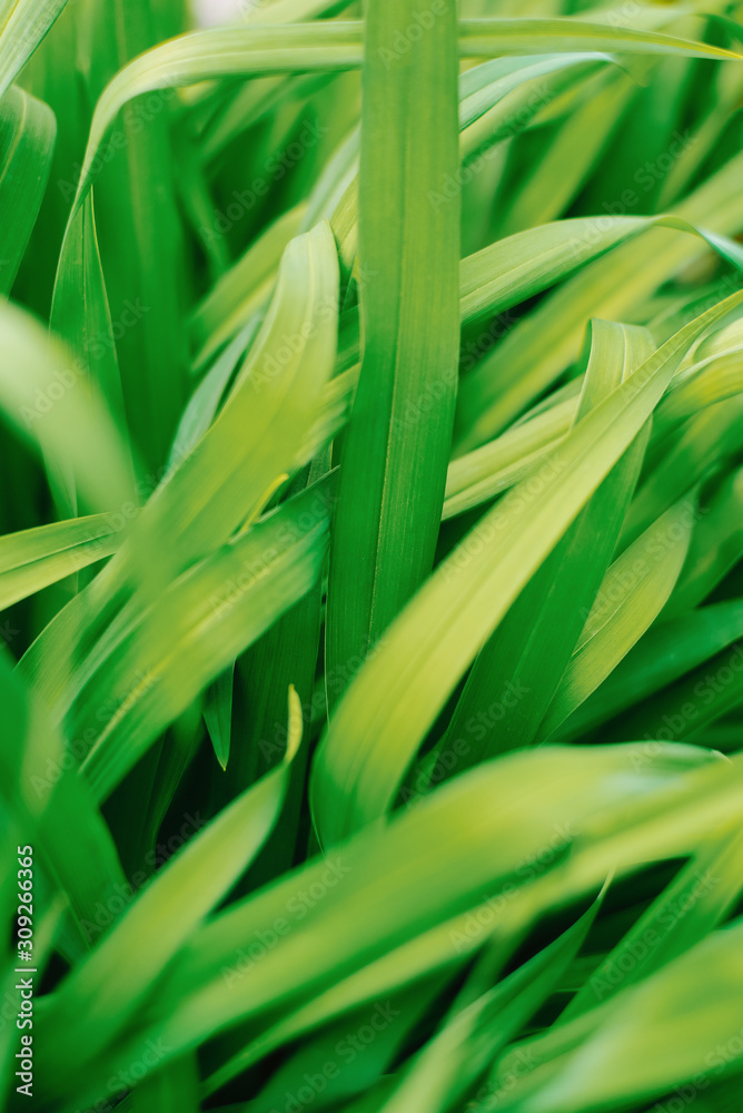 Obraz premium Green background of grass. The concept of the green planet and the environment