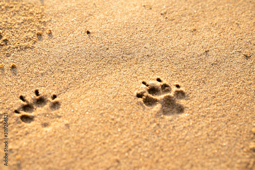 Hundespur im Sand photo