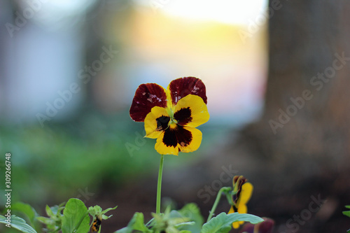Yellow red wild pansy close-up