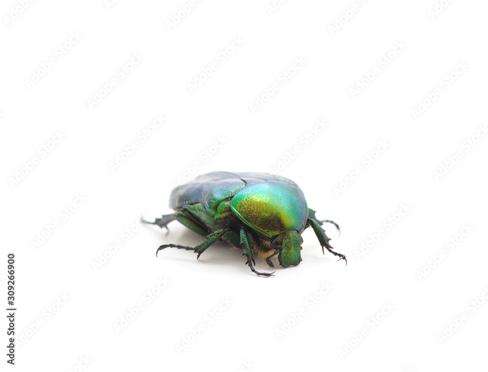One green firefly. One green firefly.