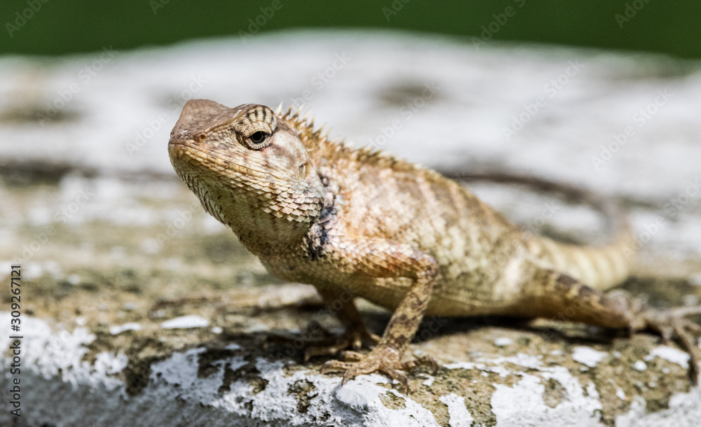 King of the lizards King of the lizards