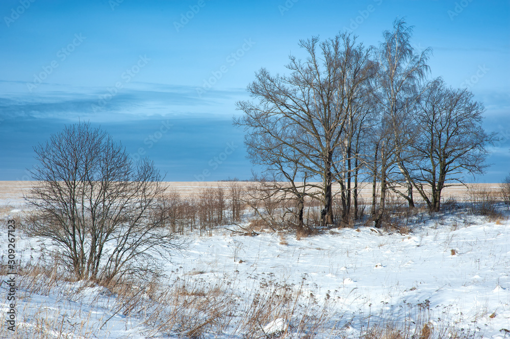 Winter landscape, trees near the field Winter landscape, trees near the field