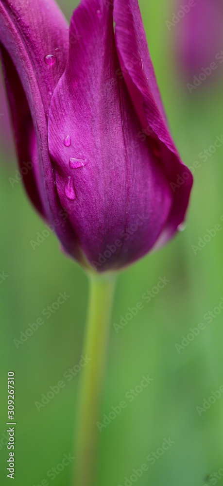 Purple tulip with raindrops for a vertical banner Purple tulip with raindrops for a vertical banner