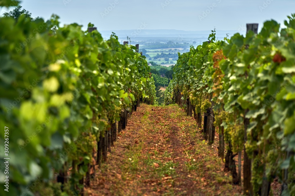 Vineyard in Somlo Hungary in summer