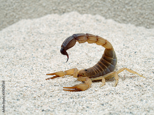 P1010094 Androctonus australis side view copyright ernie cooper 2019 photo