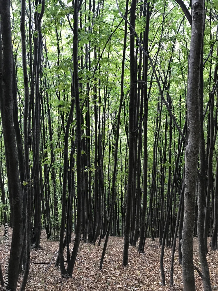 Wald Wald