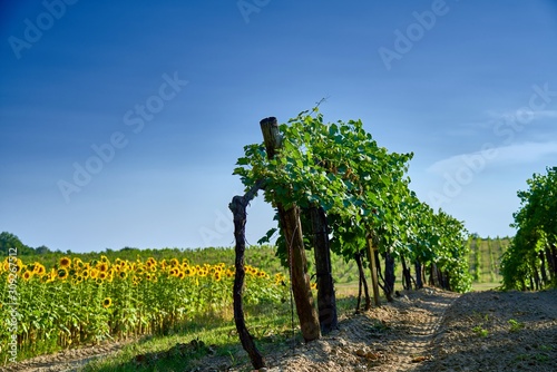 Vineyard and sunflower field in Etyek Hungary in summer