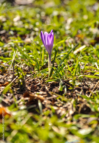 Saffron flower in grass