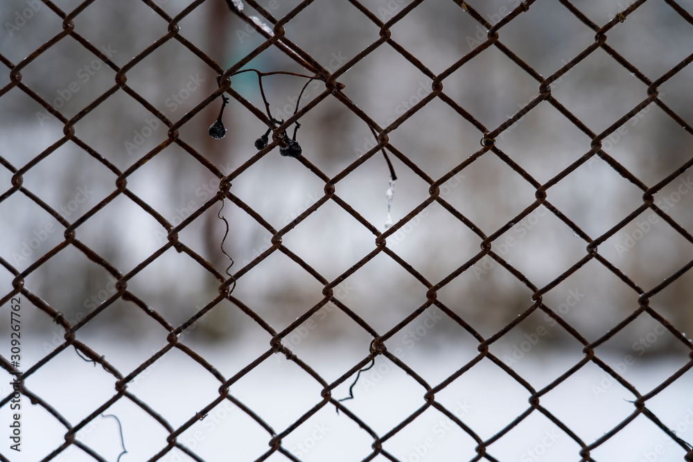 Fence netting and vine vines are frozen in winter Fence netting and vine vines are frozen in winter