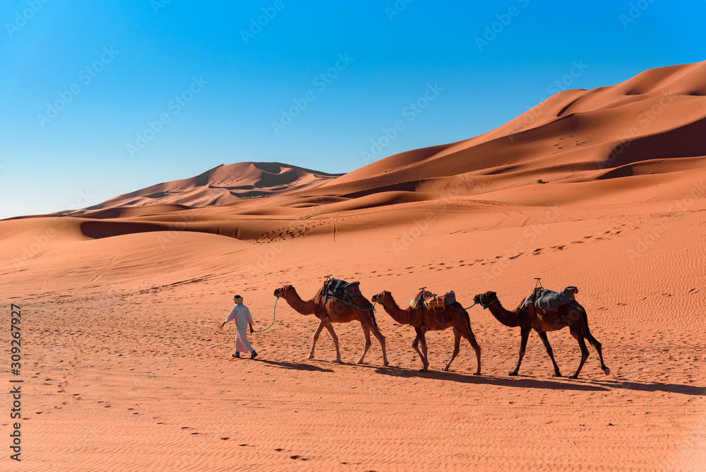 Fototapeta premium Berber man leading camel caravan in Erg Chebbi Sand dunes in Sahara Desert