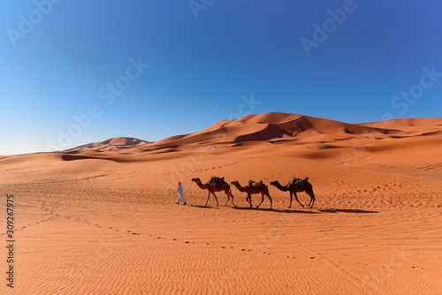 Berber man leading camel caravan in Erg Chebbi Sand dunes in Sahara Desert
