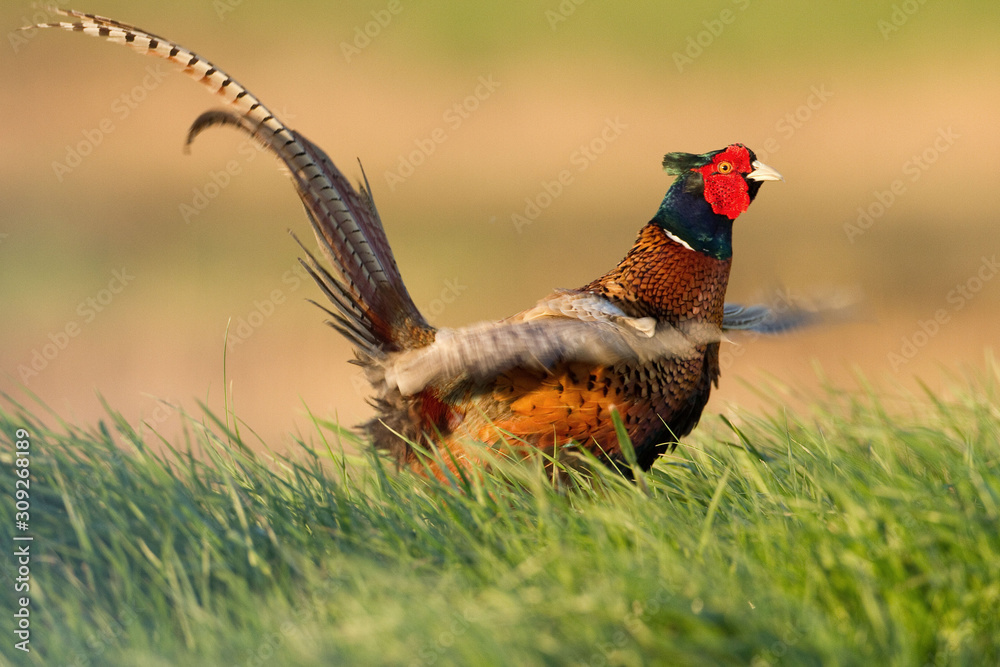 Fototapeta premium Bażant zwyczajny (Phasianus colchicus) 