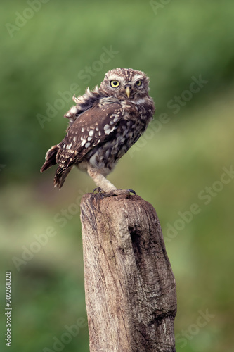 Little Owl (Athene Noctua) perched on an old wooden stump in farmland