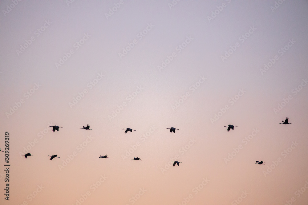 cranes flying over sky at sunrise