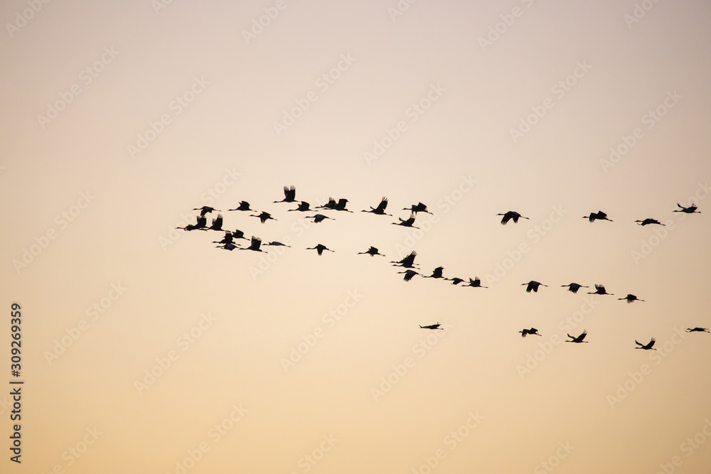 cranes flying over sky at sunrise