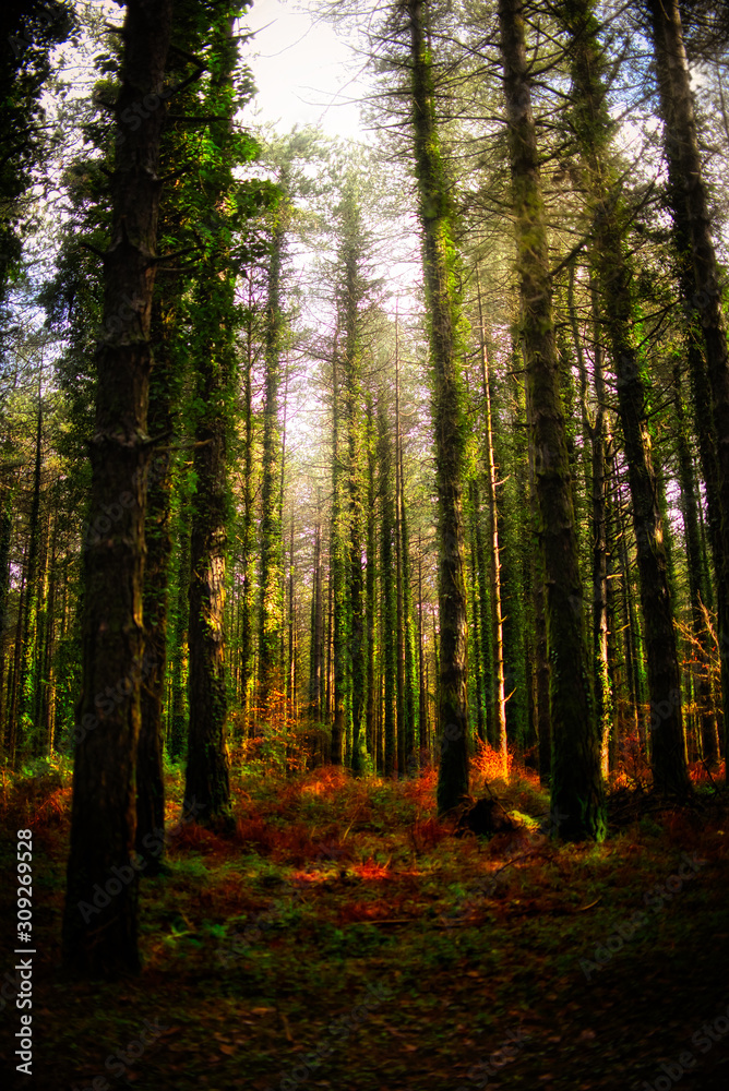Fototapeta premium The magical forest of the Aspromonte National Park.