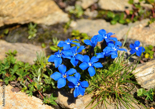 Gentiane de Bavière - gentiana bavarica photo