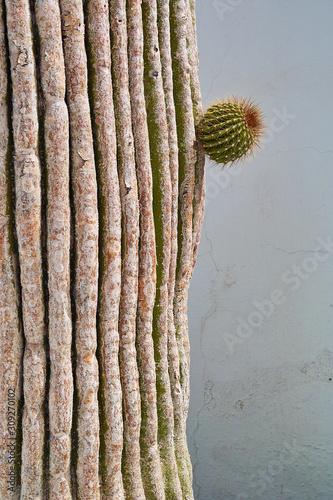 kaktee vor einer Wand mit einer einzelnen kaktusfrucht photo