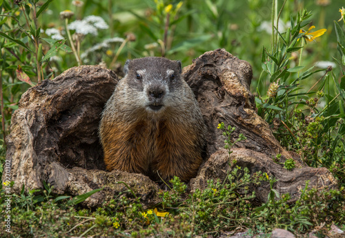 How much wood would a Woodchuck chuck if a Woodchuck could chuck wood? 