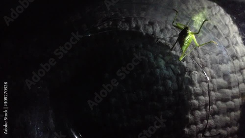Big Green Grasshopper Tettigonioidea Get Out from a glass jar in Dark Close up photo