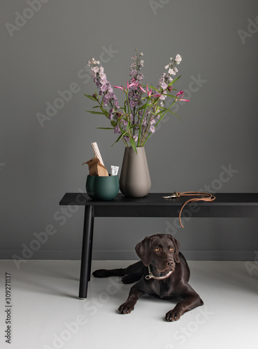 labrador Retriever liegt zuhause unter einer Bank mit Blumen photo