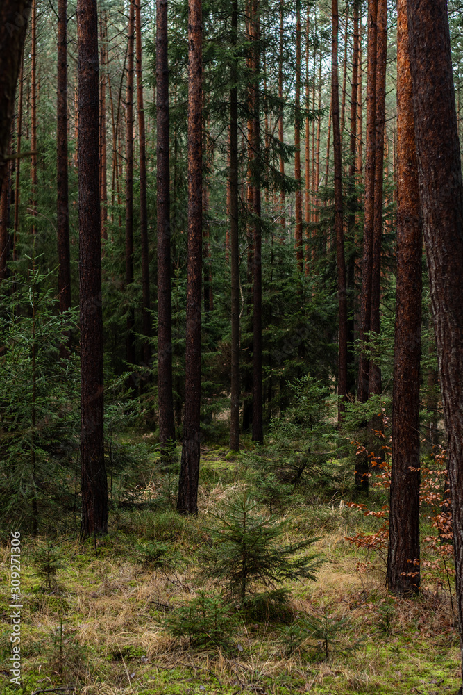 Obraz premium Hiking in Autumnal woods