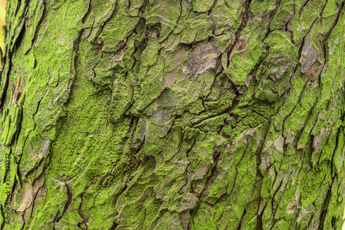 Green texture of bark of a pine tree with lichens and a moss