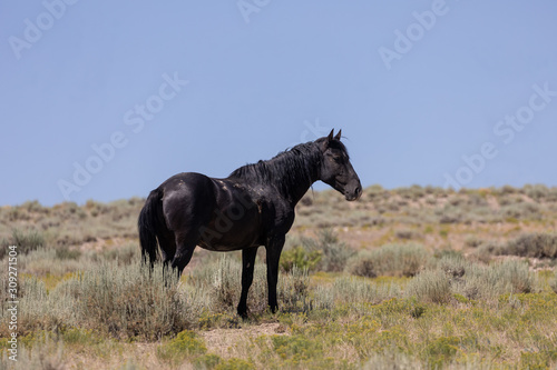 Beautiful Wild Horse in Colorado in Summer