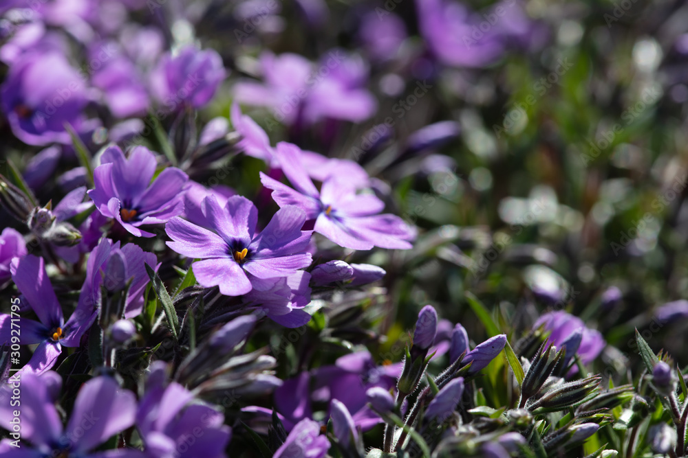 Obraz premium Purple perrenial blossom in spring