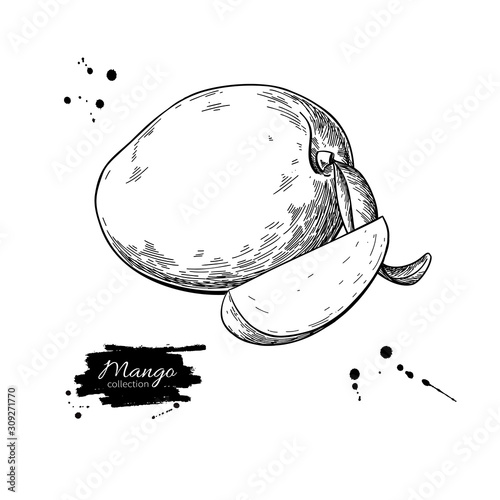 Mango vector drawing. Hand drawn tropical fruit illustration.