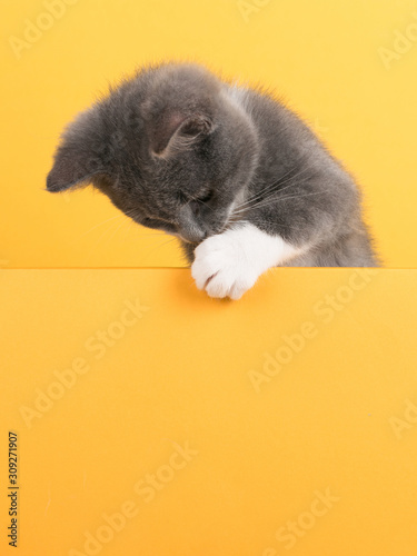 Fototapeta Naklejka Na Ścianę i Meble -  Cute little gray cat, on a yellow background, looks and plays. Buisiness banner, concept, copy space.