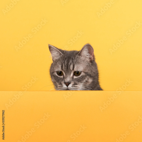 Cute little gray cat, on a yellow background, looks and plays. Buisiness banner, concept, copy space.