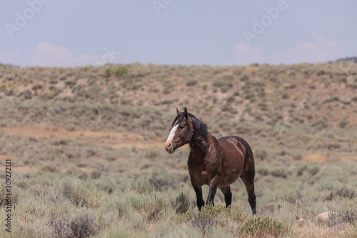 Beautiful Wild Horse in Colorado in Summer © natureguy
