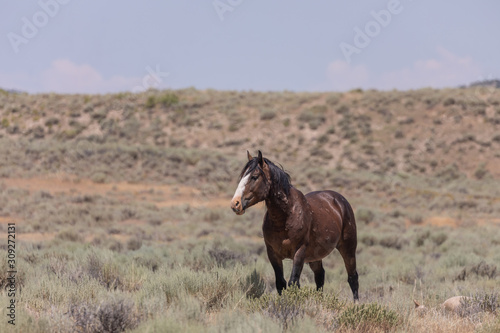 Beautiful Wild Horse in Colorado in Summer