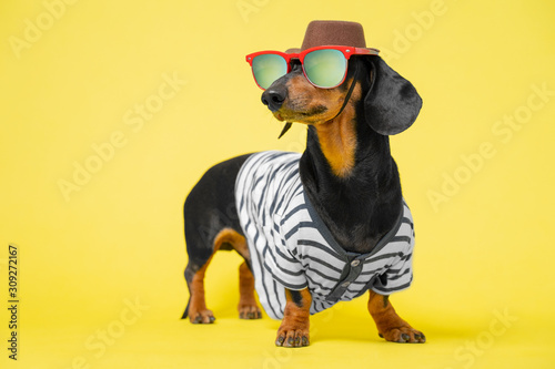 Cute black and tun dachshund dressed in summer costume, sunglasses, hat and striped t-shirt, standing on bright yellow background. photo