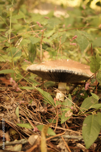 Brown Mushroom with Ringed Stem on Forest Floor