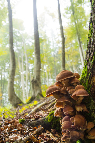 Mushrooms on tree trunk. Autumn landscape. Brown mushrooms