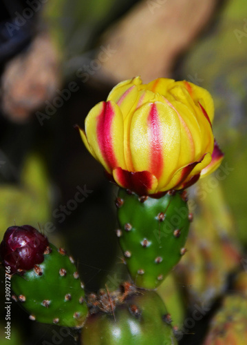 a cactus flower bud