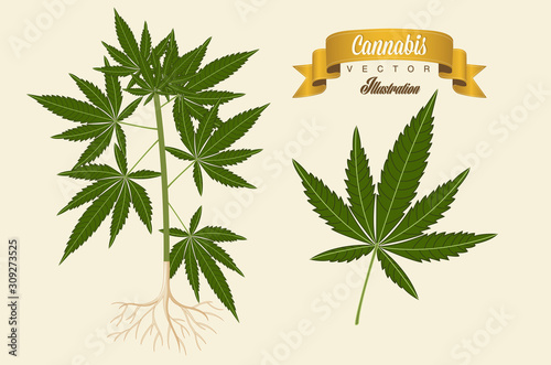 Cannabis plant vector illustration. Marijuana plant.