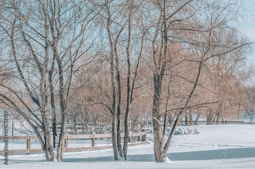 Winter landscape with trees in a snow-covered park. Photo toned
