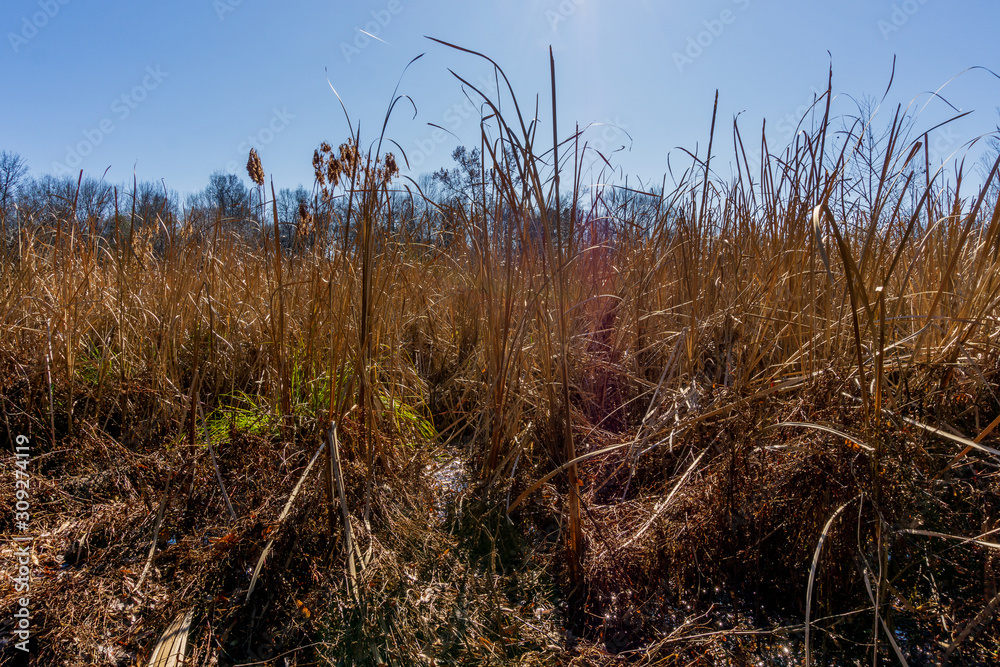 Fototapeta premium field of dried reeds in a wetland, late autumn