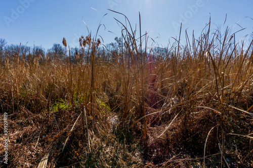 field of dried reeds in a wetland, late autumn