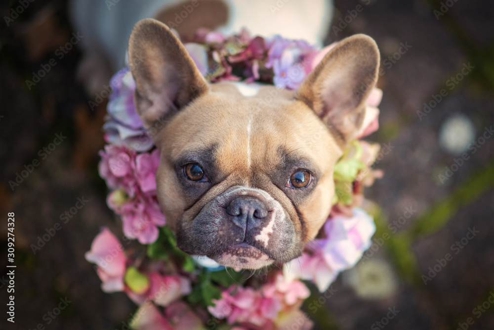 Portrait of a beautiful red pied female French Bulldog dog wearing a pink and purple flower collar looking up into camera